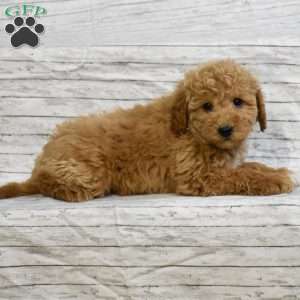 Snowflake, Mini Goldendoodle Puppy